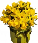 Narcissus at the Gift Box