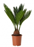 Cycas Revoluta