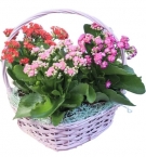 3 Kalanchoes Basket  Arrangement