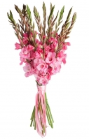 Amelia - Pink Gladioli from 7 to 35