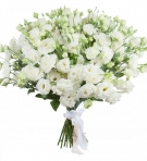 White Eustoma - a Simple Luxury 7 to 33