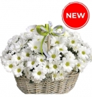 Basket of Daisies