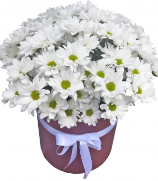 Camomiles-Chrysanthemums