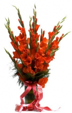 Red Gladioli. Options from 7 to 35