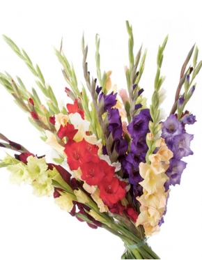 Multicolored Gladioli. Bouquets from 7 to 35