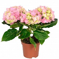 Розовая гортензия в вазоне image 0