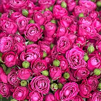 Peony Bush Roses, Bouquets from 5 to 101 image 3