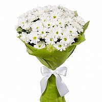 Daisies? No, Its Chrysanthemums! image 1