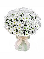 Daisies? No, Its Chrysanthemums! image 2